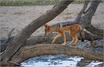 Schabrackenschakal am Wasserloch in Nossob / Black-backed Jackal (Canis mesomelas)