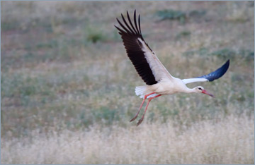 Weißstorch / White Stork (Ciconia ciconia)
