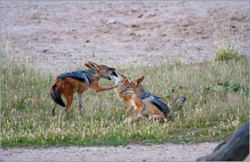 Schabrackenschakale am Wasserloch in Nossob / Black-backed Jackal (Canis mesomelas)