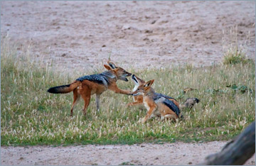 Schabrackenschakale am Wasserloch in Nossob / Black-backed Jackal (Canis mesomelas)