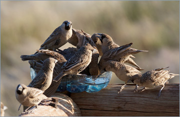 Siedelweber / Sociable Weaver (Philetairus socius)