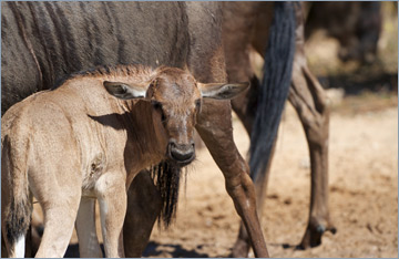 Streifengnus / Blue Wildebeest (Connochaetes taurinus)