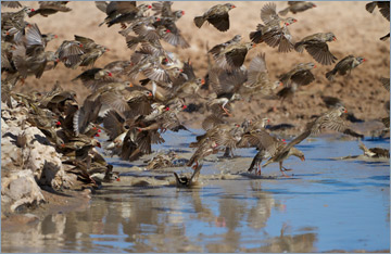 Blutschnabelweber / Red-billed Quelea (Quelea quelea) 