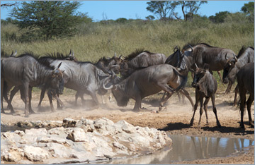 Streifengnus / Blue Wildebeest (Connochaetes taurinus)