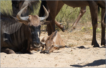 Streifengnus / Blue Wildebeest (Connochaetes taurinus)