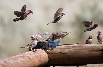 Rotkopfamadinen / Red-headed Finch (Amadina erythrocephala)