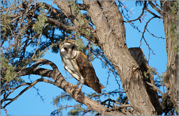 Schleiereule / Barn Owl (Tyto alba)