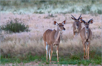 Kudus / Greater Kudu (Tragelaphus strepsiceros)