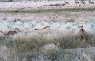 Löwen / Lion (Panthera leo)