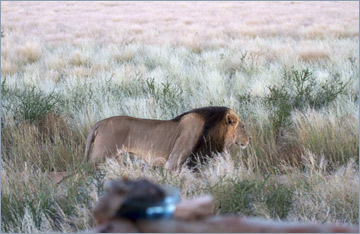 Löwen / Lion (Panthera leo)