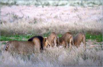 Löwen / Lion (Panthera leo)