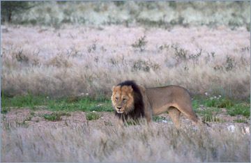 Löwen / Lion (Panthera leo)