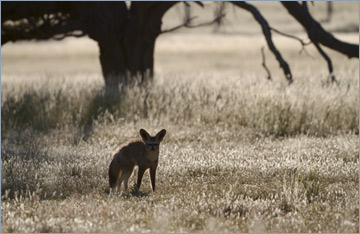 Löffelhund / Bat-eared Fox  (Otocyon megalotis)