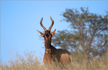 Kuhantilope / Red Hartebeest (Alcelaphus buselaphus)