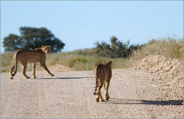 Geparde / Cheetah (Acinonyx jubatus)