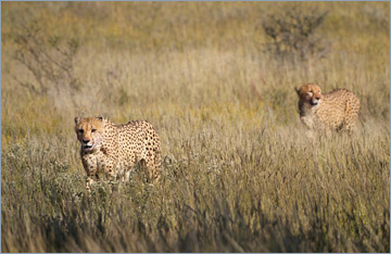 Geparde / Cheetah (Acinonyx jubatus)