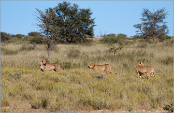 Geparde / Cheetah (Acinonyx jubatus)