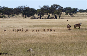 Familie Strauß / Ostrich (Struthio camelus)