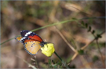 Afrikanischer Monarch / African Monarch (Danaus chrysippus)