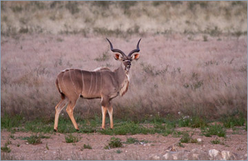 Kudubulle / Greater Kudu (Tragelaphus strepsiceros)
