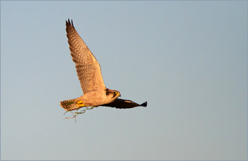 Lannerfalke / Lanner Falcon (Falco biarmicus)