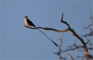 Königswitwe / Shaft-tailed Whydah (Vidua regia)