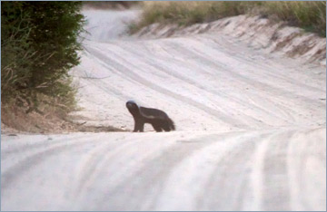 Honigdachs / Honey Badger (Mellivora capensis)