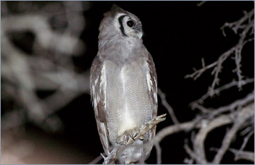 Milchuhu / Verreaux's Eagle Owl (Bubu lacteus)