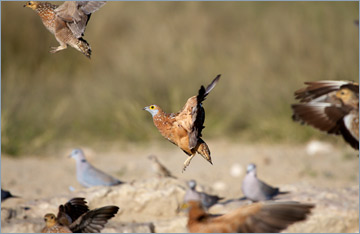 Fleckenflughühner / Burchell's Sandgrouse (Pterocles burchelli)