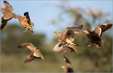 Nama-Flughühner / Namaqua Sandgrouse (Pterocles namaqua)