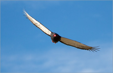 Gaukler / Bateleur (Terathopius ecaudatus)