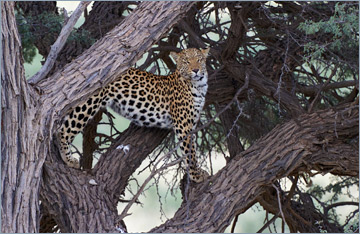 Leopard / Leopard (Panthera pardus)