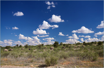 Oryxantilopen / Gemsbok (Oryx gazella)