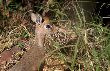 Kirk-Dikdik / Kirk's dik-dik (Madoqua kirkii)