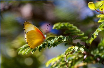 Schmetterling