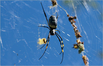 Seidenspinne / Golden silk orb-weaver (Nephila spec.)