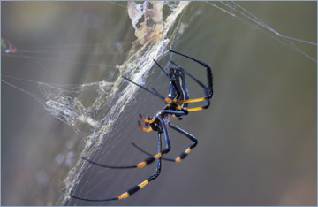 Seidenspinne / Golden silk orb-weaver (Nephila spec.)