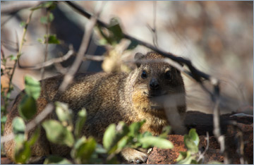 Klippschliefer / Rock Dassie (Procavia capensis)