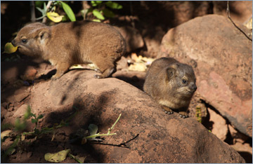 Klippschliefer / Rock Dassie (Procavia capensis)