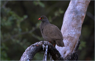 Rotschnabelfrankolin / Red-billed Francolin (Francolinus adspersus)