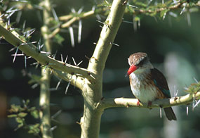 Braunkopfliest (Halcyon albiventris)