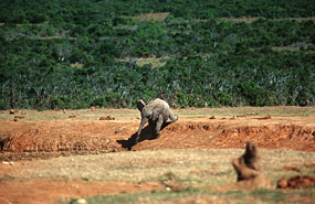 junger Elefant