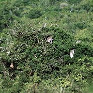 Grünmeerkatzen (Cercopithecus aethiops)