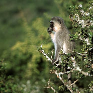 Grünmeerkatze (Cercopithecus aethiops)