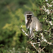 Grünmeerkatze (Cercopithecus aethiops)