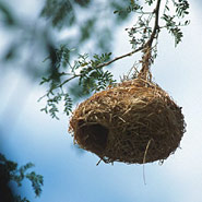 Webervogelnest