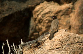 Maskenbülbül (Pycnonotus nigricans)