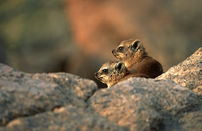 Klippschliefer (Procavia capensis)