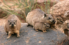 Klippschliefer (Procavia capensis)