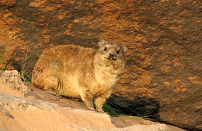 Klippschliefer (Procavia capensis)